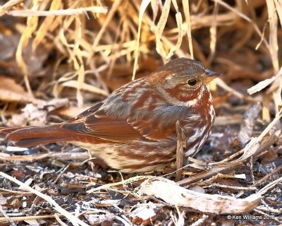 Fox Sparrow, Rogers Co yard, OK, 1-17-18, Jta_18661.jpg