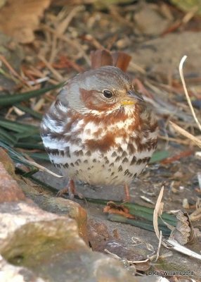 Fox Sparrow, Rogers Co yard, OK, 1-17-18, Jta_18684.jpg