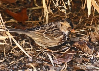 Harris's Sparrow, Rogers Co yard, OK, 1-17-18, Jta_18802.jpg