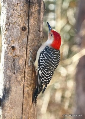 Red-bellied Woodpecker male, Rogers Co yard, OK, 1-17-18, Jta_18765.jpg