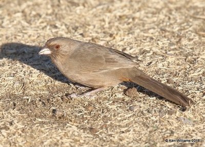 Abert's Towhee, Gilbert Water Ranch, AZ, 2-5-18, Jta_58639.jpg