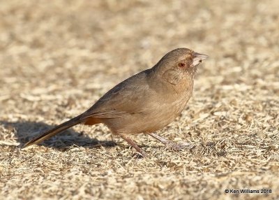 Abert's Towhee, Gilbert Water Ranch, AZ, 2-5-18, Jta_58679.jpg