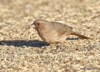 Abert's Towhee, Gilbert Water Ranch, AZ, 2-5-18, Jta_58700.jpg