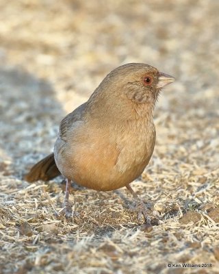 Abert's Towhee, Gilbert Water Ranch, AZ, 2-6-18, Jta_59731.jpg