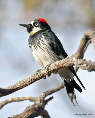 Acorn Woodpecker, Madera Canyon, AZ, 2-10-18, Jta_61829.jpg