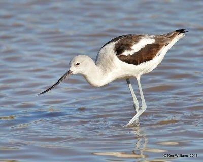 American Avocet, Gilbert Water Ranch, AZ, 2-7-18, Jta_59898.jpg