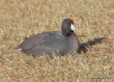 American Coot, Gilbert Water Ranch, AZ, 2-6-18, Jta_58963.jpg