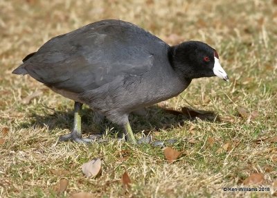 American Coot, Gilbert Water Ranch, AZ, 2-6-18, Jta_59255.jpg