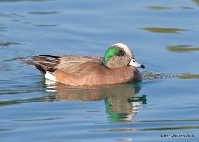 American Wiegon male, Gilbert Water Ranch, AZ, 2-6-18, Jta_58868.jpg