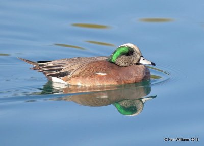 American Wiegon male, Gilbert Water Ranch, AZ, 2-6-18, Jta_58871.jpg