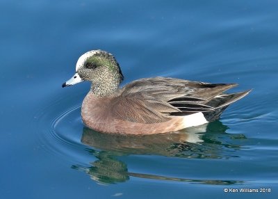 American Wiegon male, Gilbert Water Ranch, AZ, 2-6-18, Jta_58880.jpg