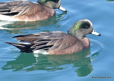 American Wiegon male, Gilbert Water Ranch, AZ, 2-6-18, Jta_59072.jpg