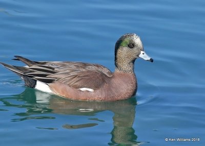 American Wiegon male, Gilbert Water Ranch, AZ, 2-6-18, Jta_59074.jpg