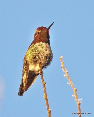 Anna's Hummingbird male, Gilbert Water Ranch, AZ, 2-5-18, Jta_58799.jpg