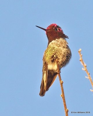 Anna's Hummingbird male, Gilbert Water Ranch, AZ, 2-5-18, Jta_58804.jpg