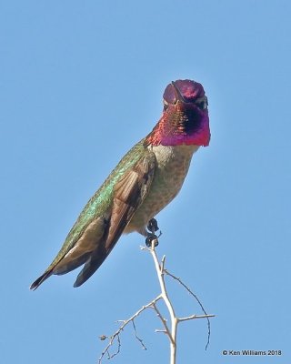 Anna's Hummingbird male, Gilbert Water Ranch, AZ, 2-7-18, Jta_59925.jpg
