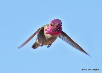 Anna's Hummingbird male, Gilbert Water Ranch, AZ, 2-7-18, Jta_59946.jpg