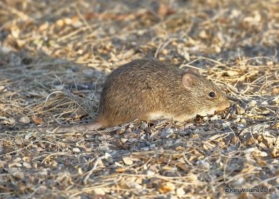 Arizona Cotton Rat, Gilbert Water Ranch, AZ, 2-5-18, Jta_58777.jpg