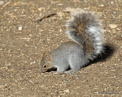 Arizona Gray Squirrel, Madera Canyon, AZ, 2-10-18, Jta_61094.jpg