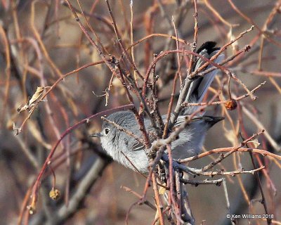 Black-capped Gnatcatcher