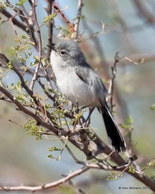Black-tailed Gnatcatcher, Tucson, AZ, 2-9-18, Jta_60690.jpg