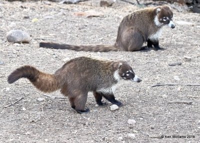 Coatimundi, Madera Canyon, AZ, 2-10-18, Jta_60802.jpg