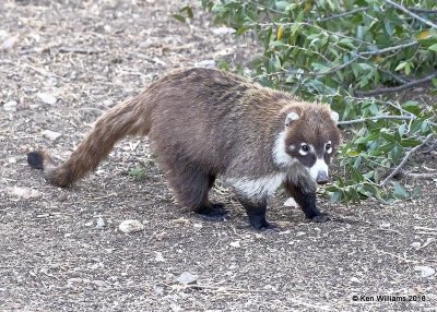 Coatimundi, Madera Canyon, AZ, 2-10-18, Jta_60834.jpg