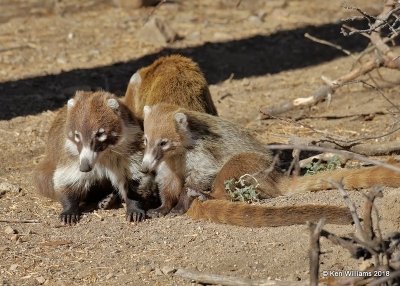 Coatimundi, Madera Canyon, AZ, 2-10-18, Jta_61450.jpg