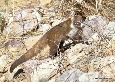 Coatimundi, Madera Canyon, AZ, 2-10-18, Jta_61478.jpg