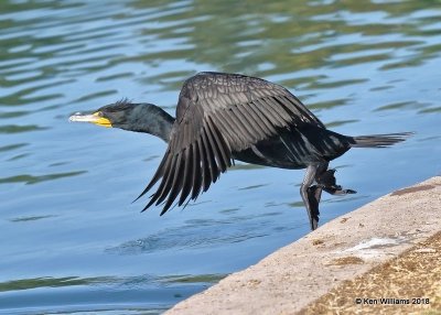 Double-crested Cormorant, Gilbert Water Ranch, AZ, 2-6-18, Jta_59231.jpg