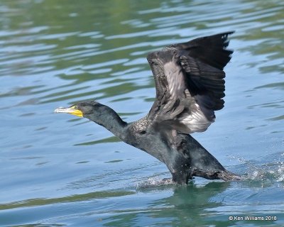 Double-crested Cormorant, Gilbert Water Ranch, AZ, 2-6-18, Jta_59233.jpg