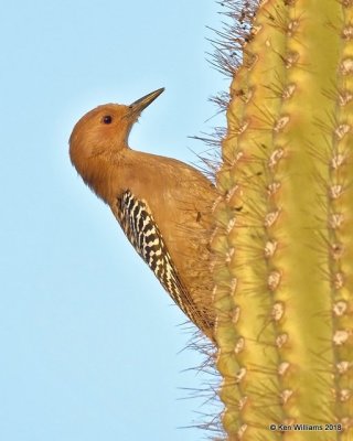 Gila Woodpecker female, Gilbert Water Ranch, AZ, 2-5-18, Jta_58823.jpg