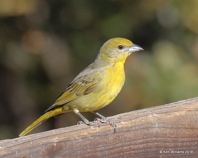 Hepatic Tanager female, Madera Canyon, AZ, 2-10-18, Jta_63180.jpg