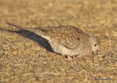 Inca Dove, Gilbert Water Ranch, AZ, 2-6-18, Jta_59671.jpg