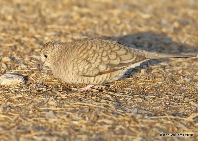 Inca Dove, Gilbert Water Ranch, AZ, 2-6-18, Jta_59679.jpg