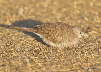 Inca Dove, Gilbert Water Ranch, AZ, 2-6-18, Jta_59680.jpg