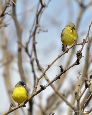 Lesser Goldfinch pair, Ash Canyon B&B, AZ, 2-12-18, Jta_64892.jpg