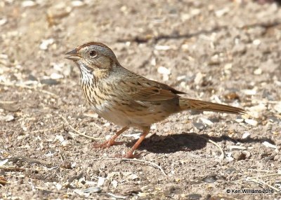 Lincoln's Sparrow, Madera Canyon, AZ, 2-11-18, Jta_63749.jpg