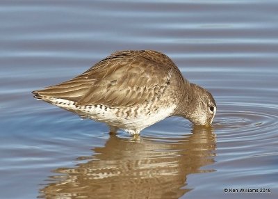 Long-billed Dowitcher, Gilbert Water Ranch, AZ, 2-7-18, Jta_59879.jpg