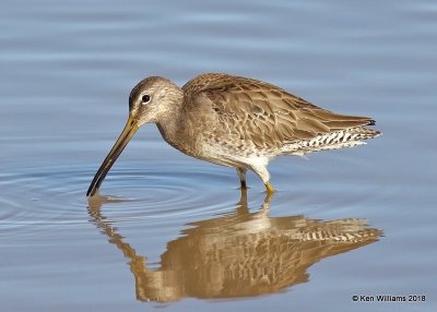 Long-billed Dowitcher, Gilbert Water Ranch, AZ, 2-7-18, Jta_59892.jpg