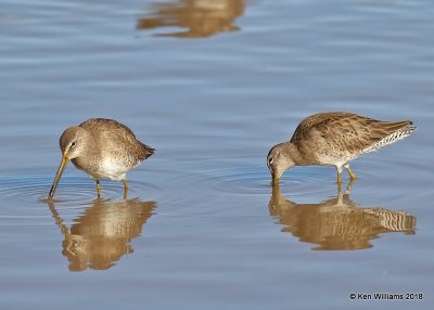 Long-billed Dowitchers, Gilbert Water Ranch, AZ, 2-7-18, Jta_59894.jpg