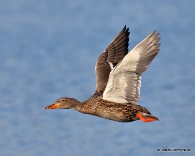 Mallard hen, Gilbert Water Ranch, AZ, 2-6-18, Jta_58925.jpg