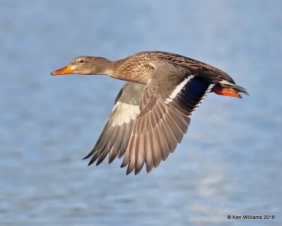 Mallard hen, Gilbert Water Ranch, AZ, 2-6-18, Jta_58926.jpg