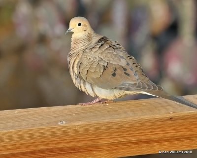 Mourning Dove, Gilbert Water Ranch, AZ, 2-6-18, Jta_59750.jpg