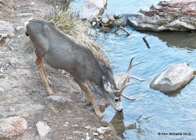 Mule Deer buck, Zion NP, UT, 2-2-18, Jta_57044.jpg