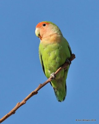 Peach-faced Lovebird, Tempe, AZ, 2-6-16, Jta_59183.jpg