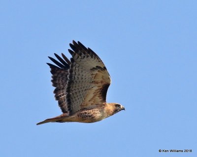 Red-tailed Hawk - Western, Buckeye, AZ, 2-4-18, Jta_57553.jpg