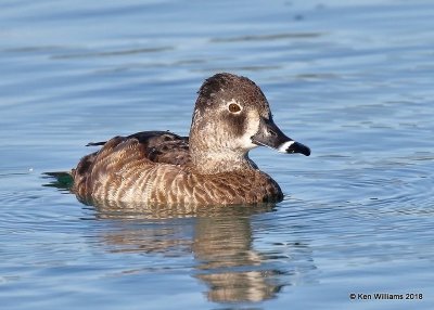 Ring-necked Duck female, Gilbert Water Ranch, AZ, 2-6-18, Jta_58941.jpg