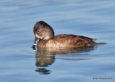 Ring-necked Duck female, Gilbert Water Ranch, AZ, 2-6-18, Jta_58948.jpg