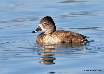 Ring-necked Duck female, Gilbert Water Ranch, AZ, 2-6-18, Jta_58955.jpg